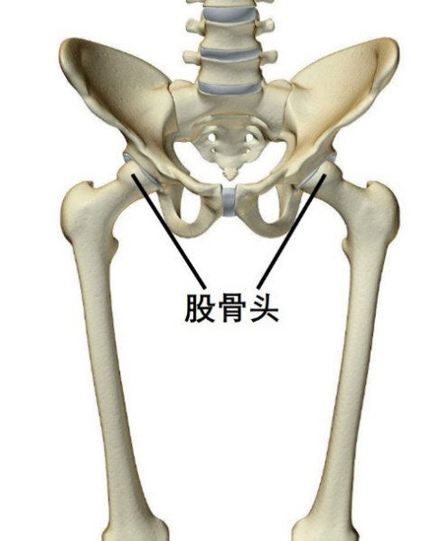 而髖關節是人上肢重量向下傳導的重要承重關